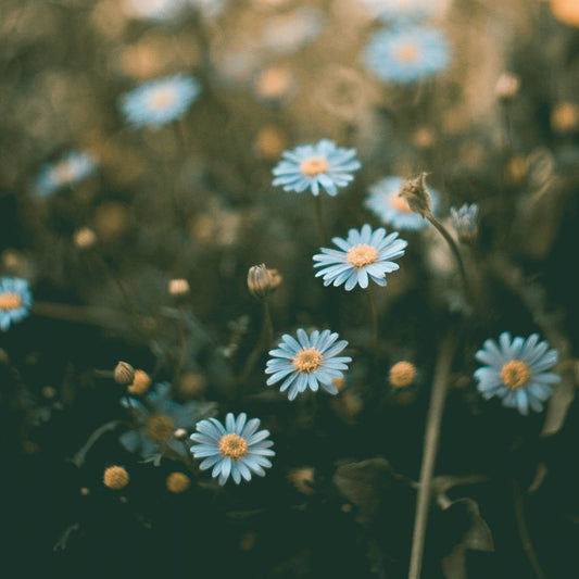 Kesäpäivät ESPOO 15-16.08.2026